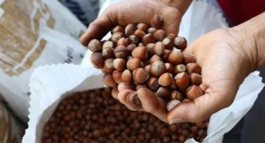 TMO Açıkladı: Fındıkta Yeni Sezonun İlk Alım Tarihi Belli Oldu!