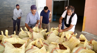 TMO, Giresun'da fındık alımlarına başladı!