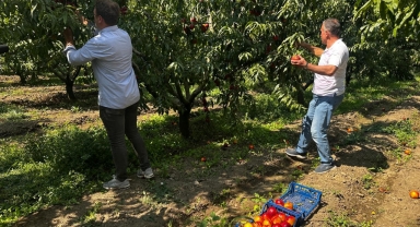 Ağustosta tarlada 10 liraya kadar düşmüştü, dalında 40 lirayı gördü