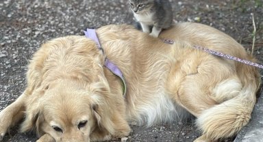 Annesinin terk ettiği yavru kediye köpek annelik yapıyor