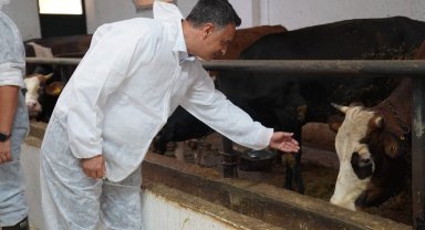 Bartın'da yaklaşık 45 bin büyükbaş hayvan şap hastalığına karşı aşılanacak