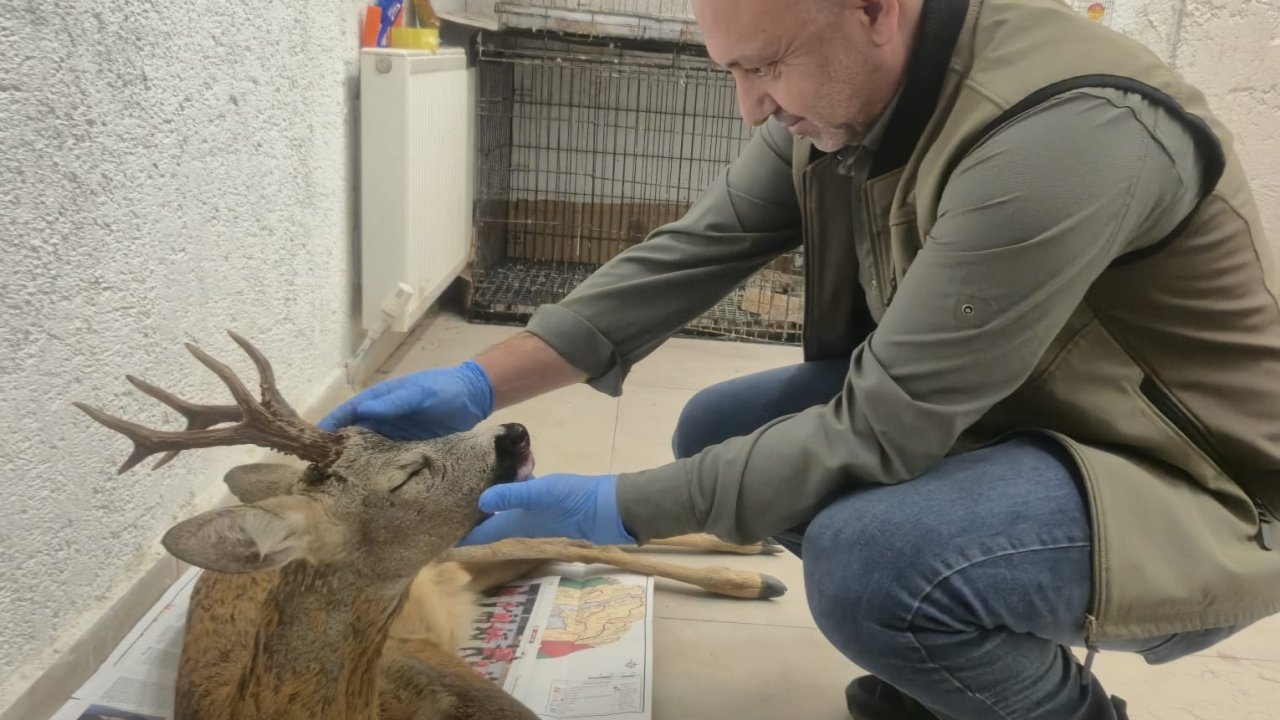 Bolu'da otomobilin çarptığı karaca tedaviye alındı