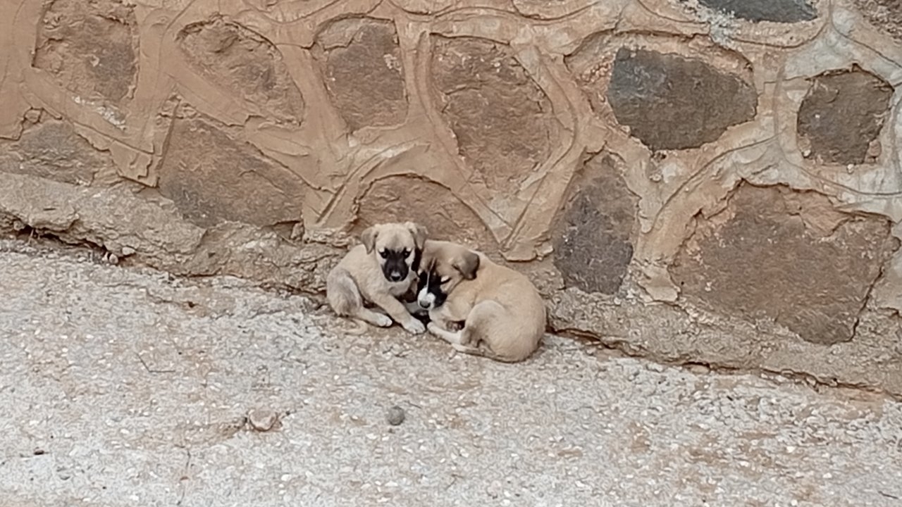 Dere yatağında mahsur kalan 2 köpek yavrusunu itfaiye kurtardı