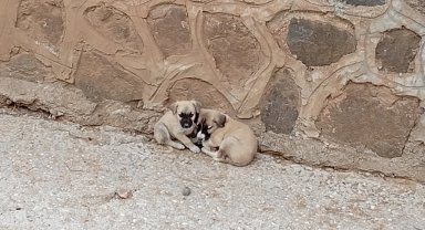 Dere yatağında mahsur kalan 2 köpek yavrusunu itfaiye kurtardı