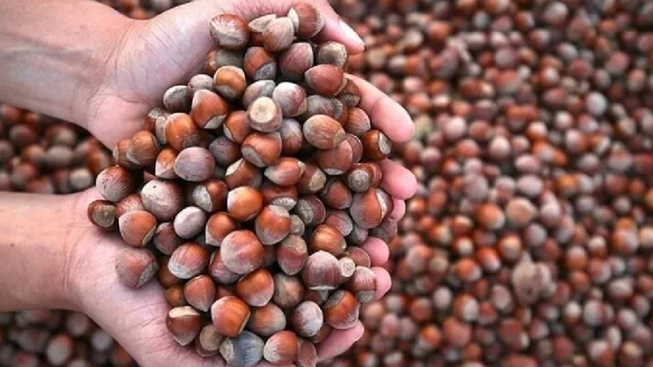 Fındık piyasasına bakanlık denetimi! Ordu ve Giresun mercek altında