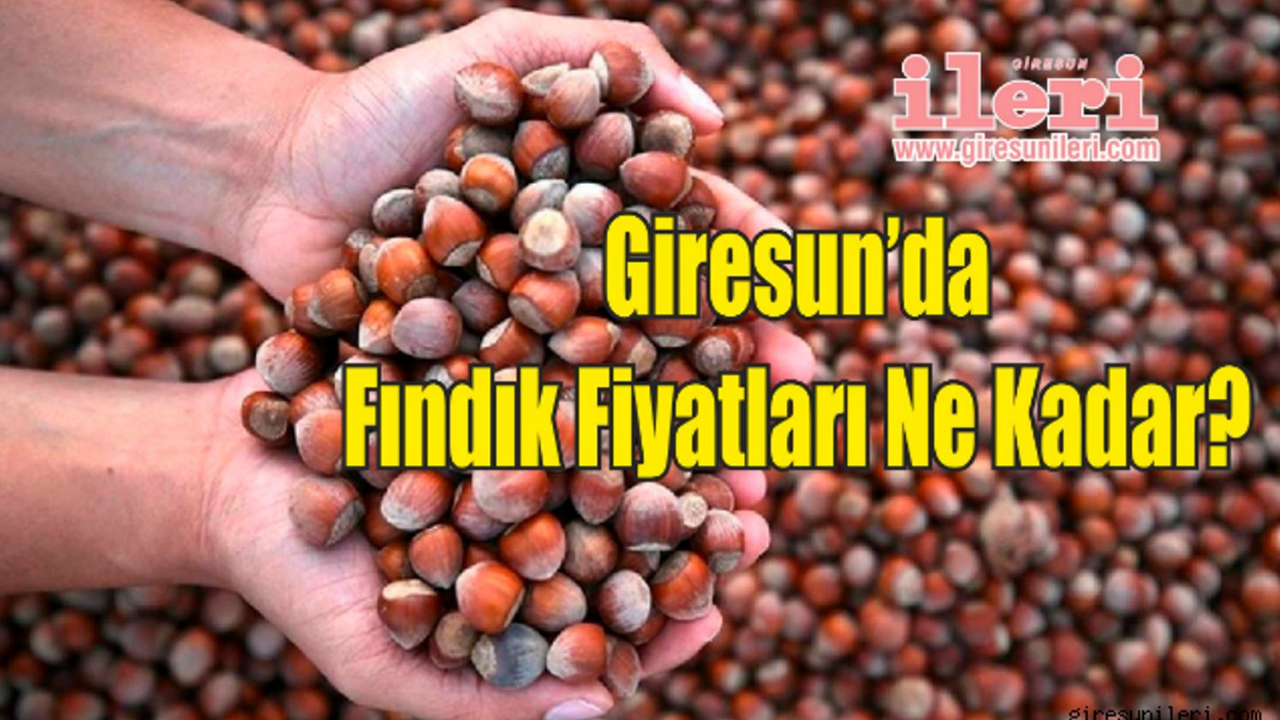 Fındık Piyasasında Son Durum: Giresun'da Fındık Fiyatları Ne Kadar? 