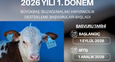 Giresun'da 2026 Yılı 1. Dönem Büyükbaş Hayvancılık Destekleme Başvuruları Başladı