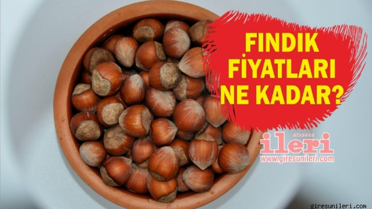 Giresun'da bugün fındık fiyatları kaç lira?