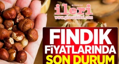Giresun'da bugün fındık fiyatları kaç lira?