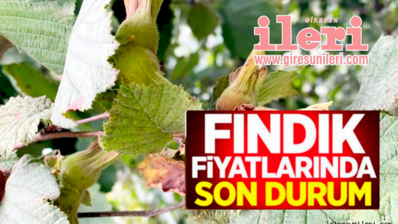 Giresun'da Bugün Fındık Kaç Lira?