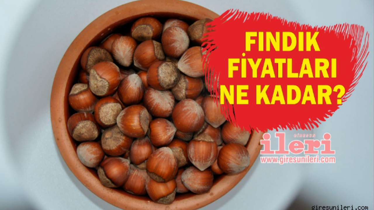 Giresun'da fındık fiyatları haftaya nasıl başladı? Fındık fiyatları ne kadar?
