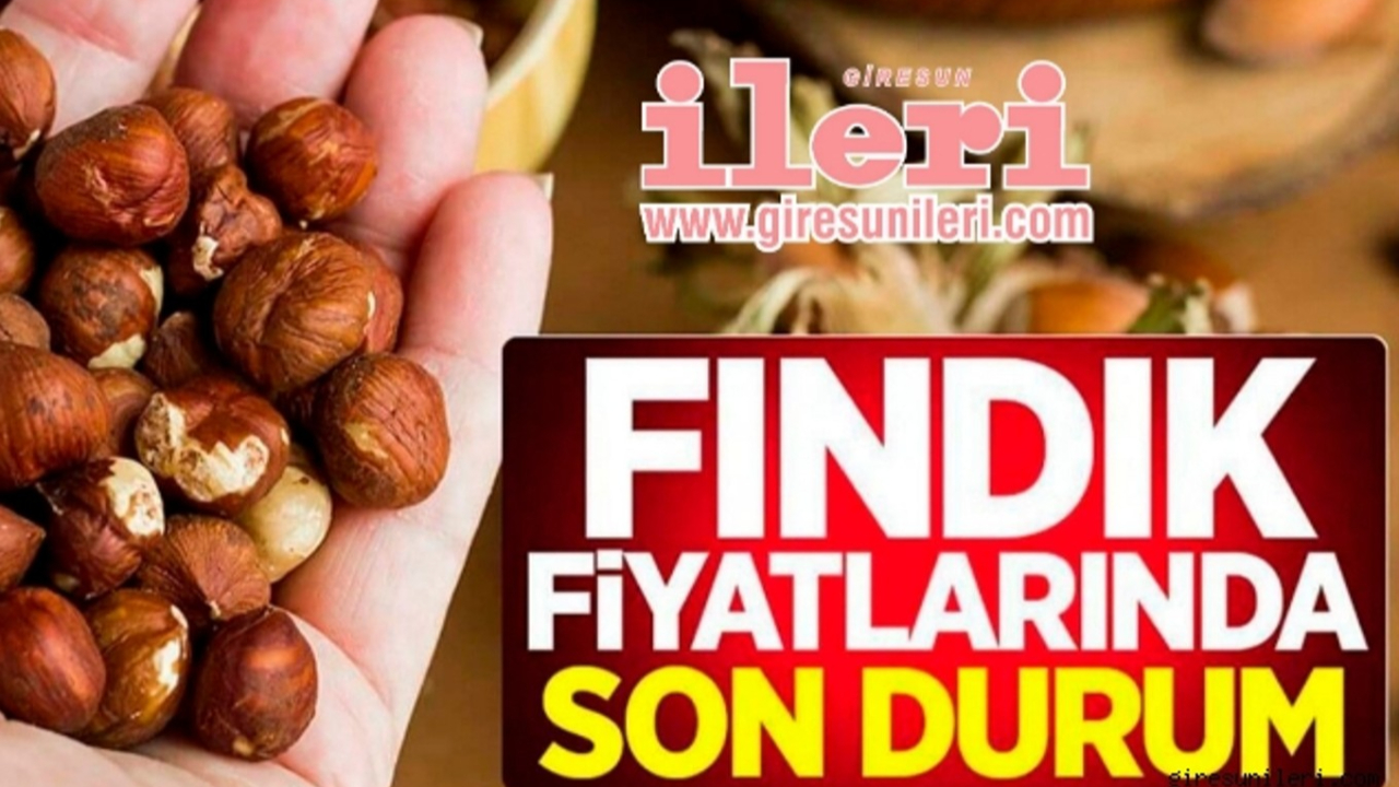 Giresun'da fındık piyasasında son durum… Fındık fiyatları ne kadar?