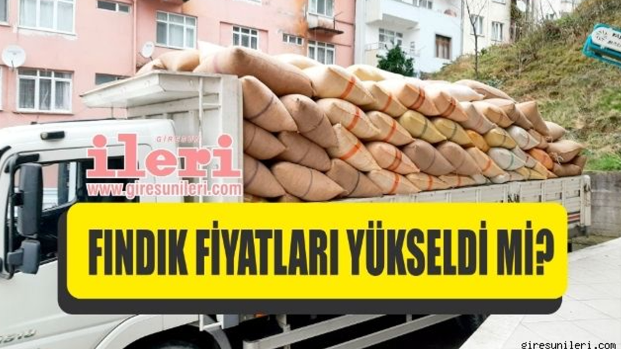 Giresun'da fındık piyasasında son durum… Fındık fiyatları ne kadar?