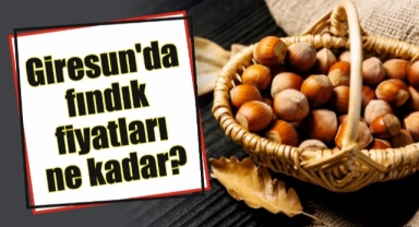 Giresun'da fındık piyasasında son durum… Fındık fiyatları yükseldi mi?