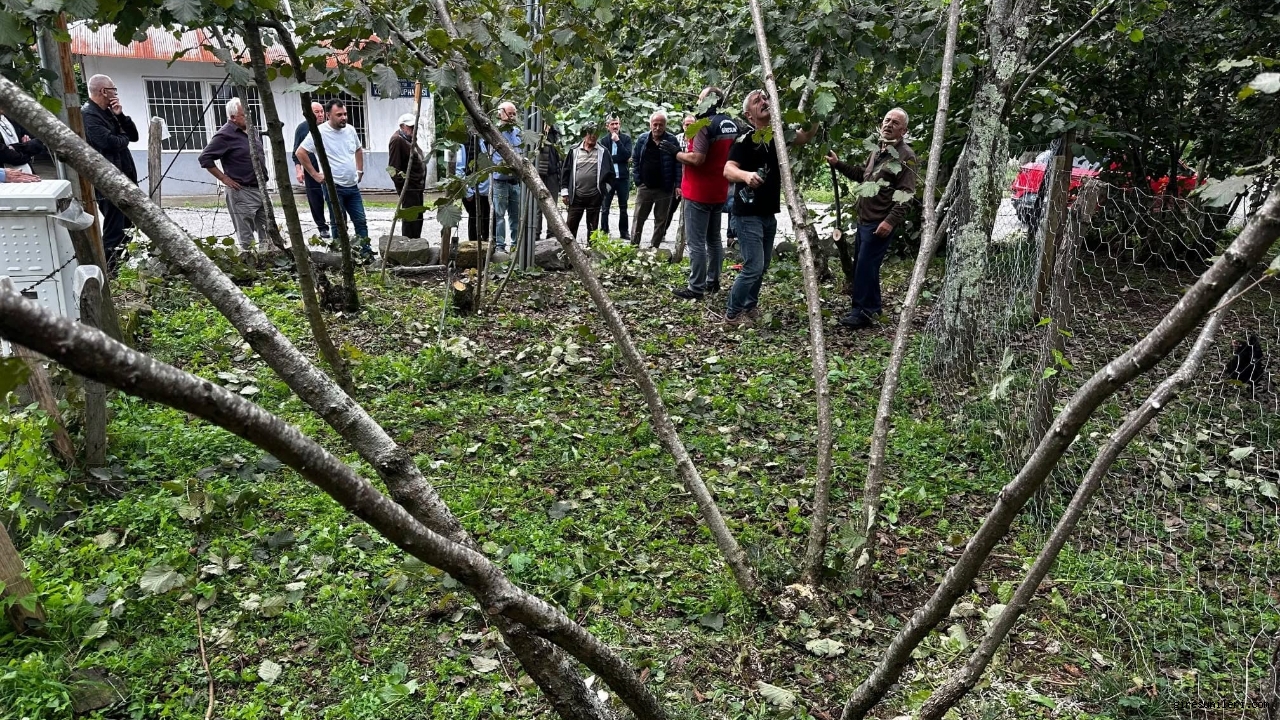 Giresun’da Fındık Üreticilerine Budama Eğitimi