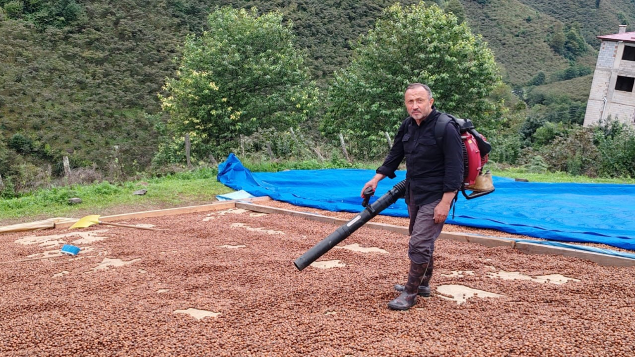 Giresun’da Fındık Üreticisinden Yağmura Karşı İlginç Yöntem