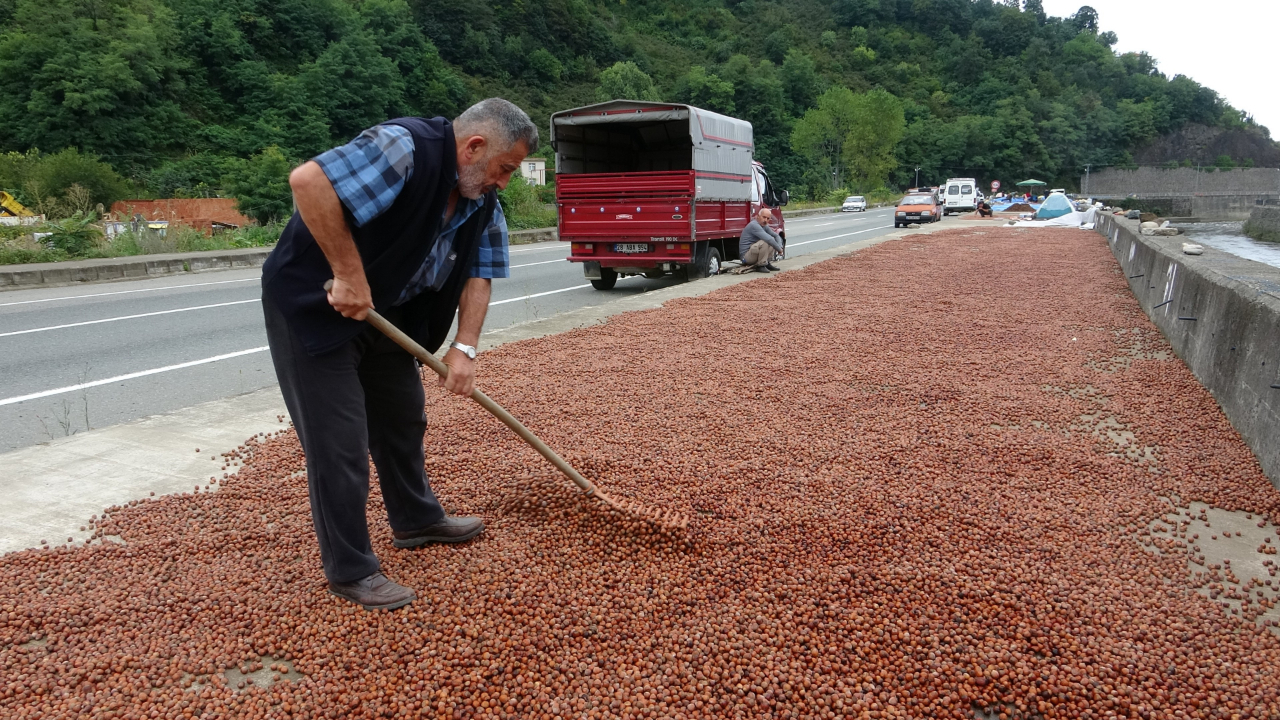 Giresun’da Fındıkta Dengeler Değişti: Üretici TMO’ya Yöneldi
