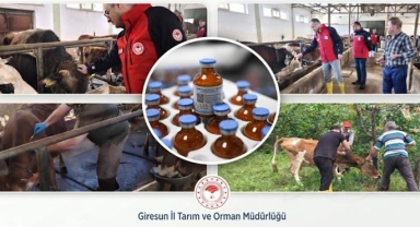 Giresun’da Hayvan Sahiplerini İlgilendiren Kampanya Başladı: Son Tarih 13 Kasım!
