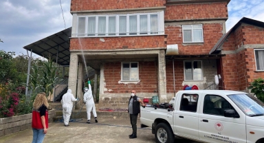 Giresun’da Kahverengi Kokarcaya Karşı İlaçlama Çalışması