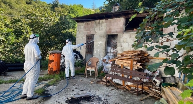 Giresun'da Kahverengi Kokarcaya Karşı Kışlak Öncesi Mücadele Başladı