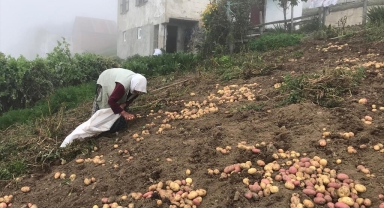 Güce yaylalarında patates hasadı başladı