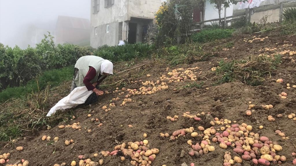 Güce yaylalarında patates hasadı başladı