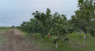Karadeniz'in incir türlerinin genetiği koruma altına alındı