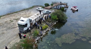 Samsun'da bu yıl iç sulara 2 milyon 412 bin sazan yavrusu bırakılacak