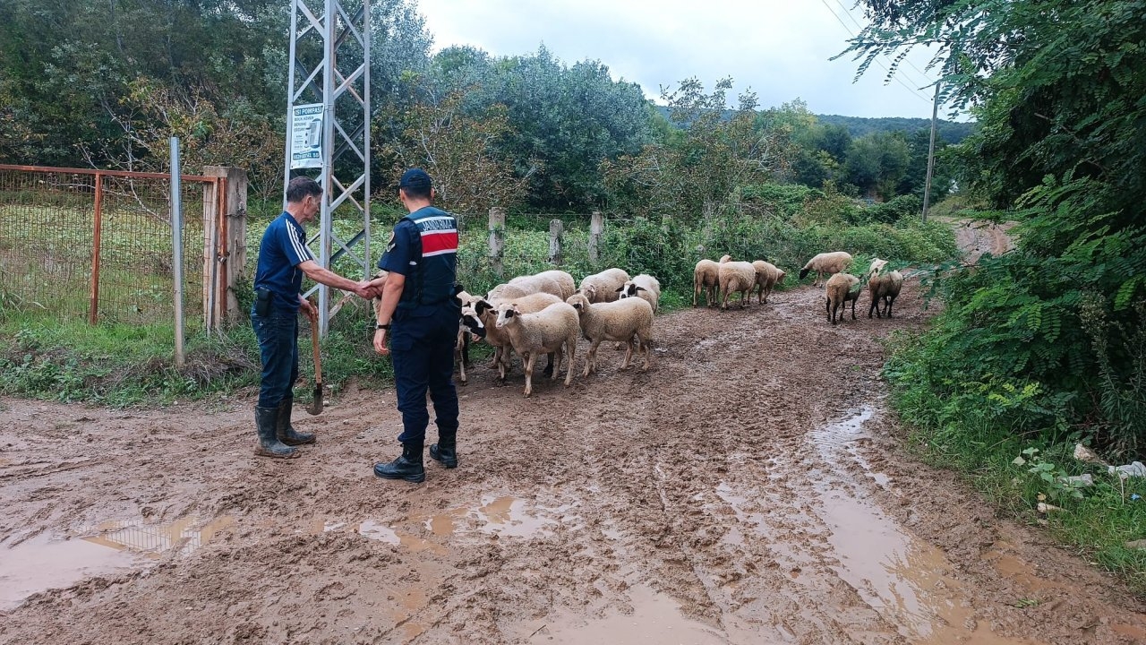 Samsun'da kaybolan 17 küçükbaş hayvanı jandarma buldu