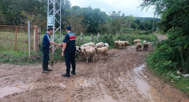 Samsun'da kaybolan 17 küçükbaş hayvanı jandarma buldu