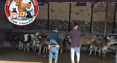 Şebinkarahisar'da Şap Aşılama ve Küpeleme Çalışmaları Sürüyor