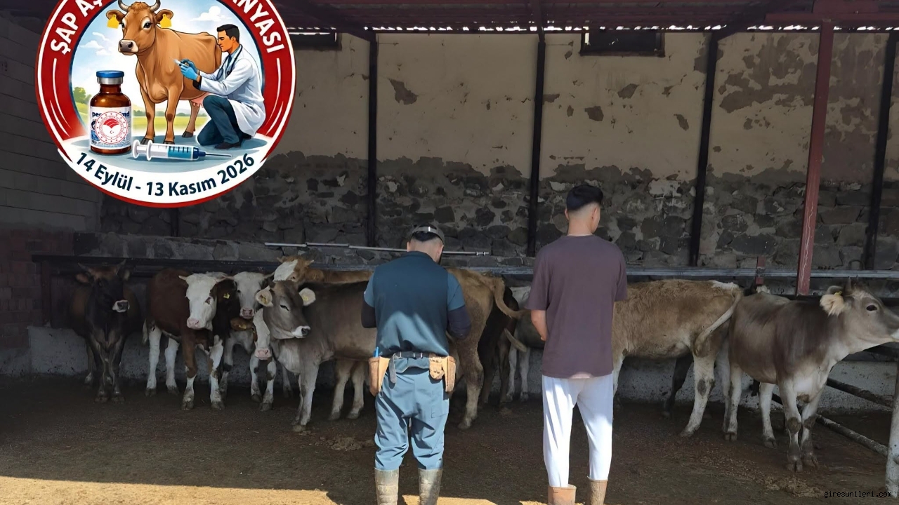 Şebinkarahisar'da Şap Aşılama ve Küpeleme Çalışmaları Sürüyor