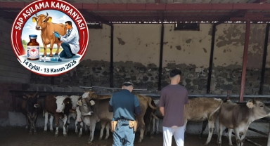 Şebinkarahisar’da Şap Aşılama Ve Küpeleme Çalışmaları Sürüyor