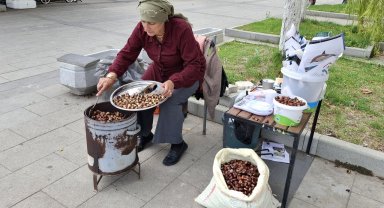 Sinop'ta olumlu geçen mevsim şartlarının kestane rekoltesini artırması bekleniyor
