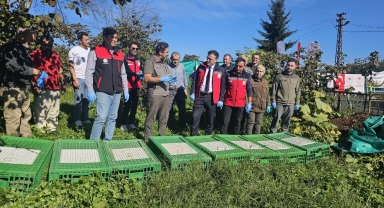 Tirebolu’da 400 Sülün Doğayla Buluşturuldu