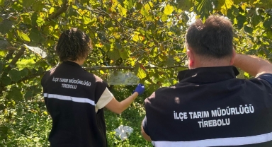 Tirebolu'da Kahverengi Kokarcaya Karşı Tuzaklar Kontrol Edildi