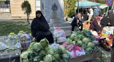 Coğrafi işaret tescili bekleyen Alucra kelemi hasadı başladı