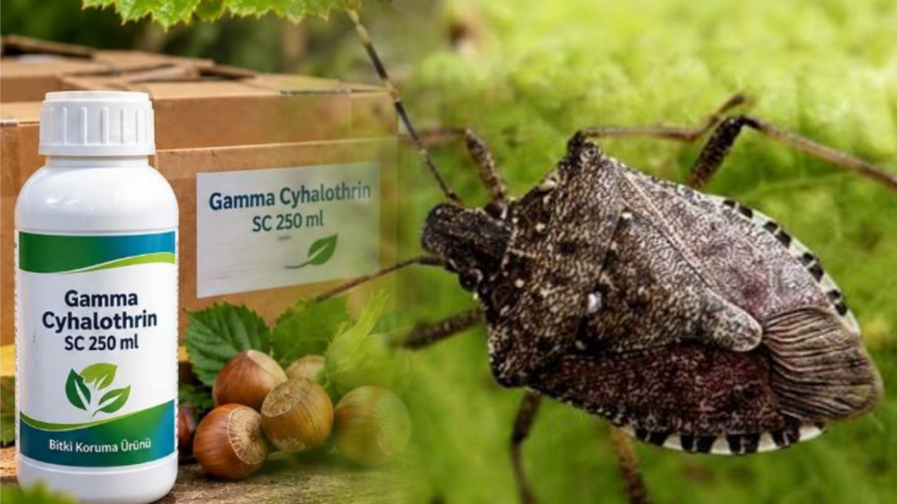 Fındık İçin Kritik Hamle! Giresun’da 8 Bin Ürün Dağıtılacak
