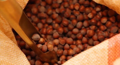 Fındık İhracatında Yeni Sezonun İlk Rakamları Açıklandı