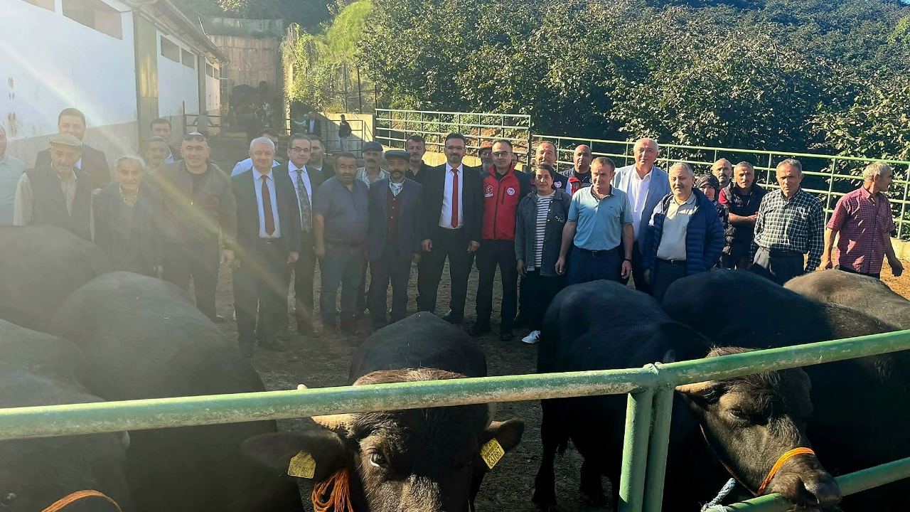 Giresun’da 25 Yetiştiriciye Damızlık Manda Dağıtıldı