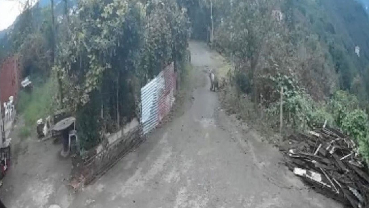 Giresun'da Ayı Şoku! Sabah Saatlerinde Mahalleye İndi