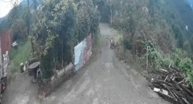 Giresun'da Ayı Şoku! Sabah Saatlerinde Mahalleye İndi