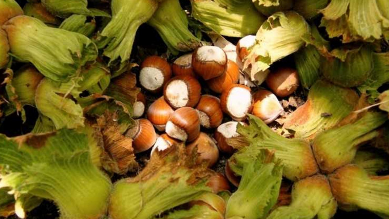 Giresun'da fındık fiyatları bugün ne kadar?