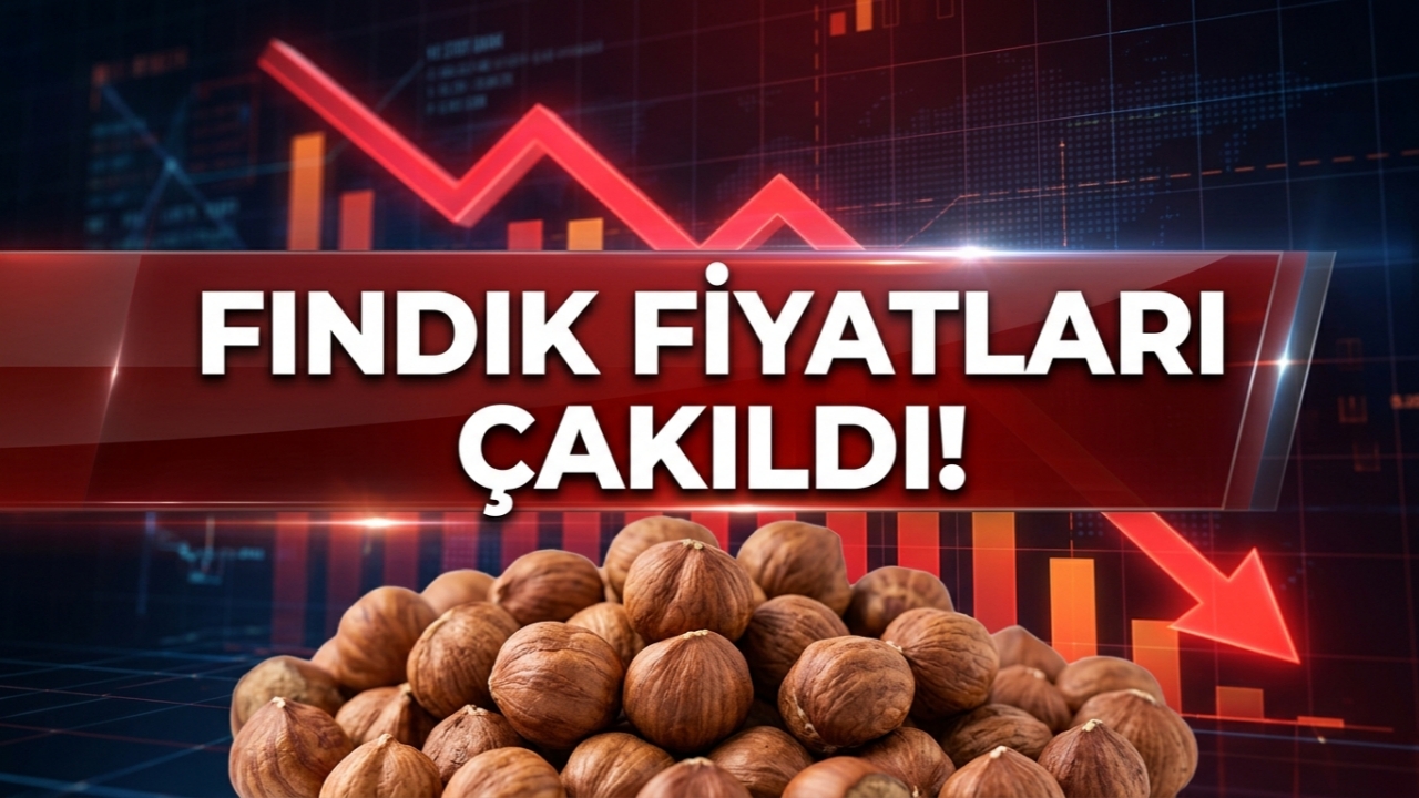 Giresun'da Fındık Fiyatları Çakıldı!