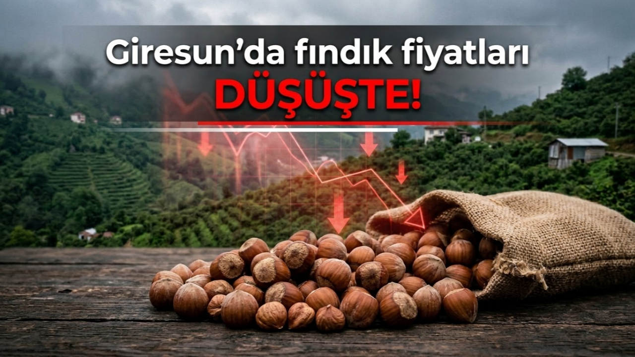 Giresun'da fındık fiyatları düşüşte!