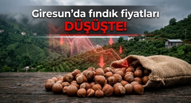 Giresun'da fındık fiyatları düşüşte!