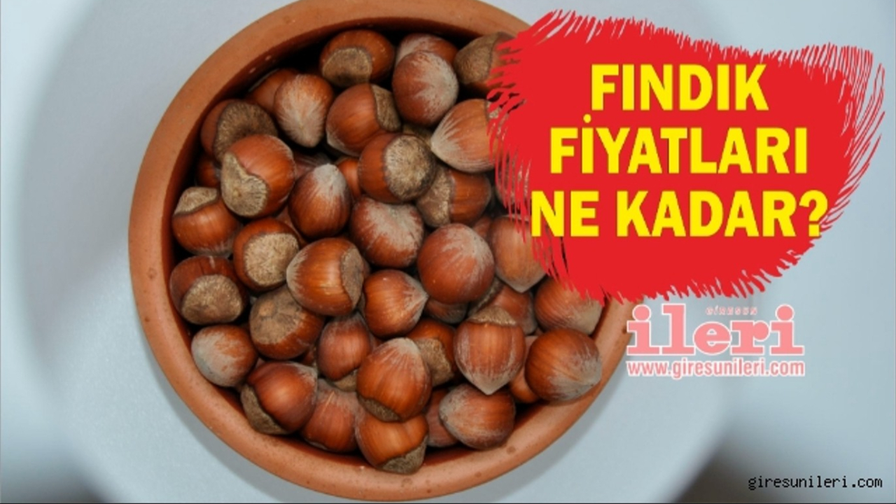 Giresun'da fındık piyasasında son durum… Fındık fiyatları ne kadar?