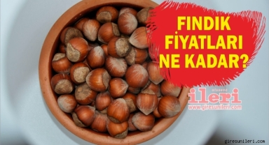 Giresun'da fındık piyasasında son durum… Fındık fiyatları ne kadar?