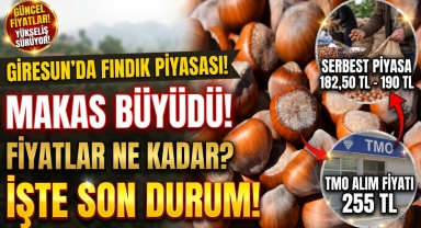 Giresun'da fındık piyasasında son durum… Fındık fiyatları ne kadar?