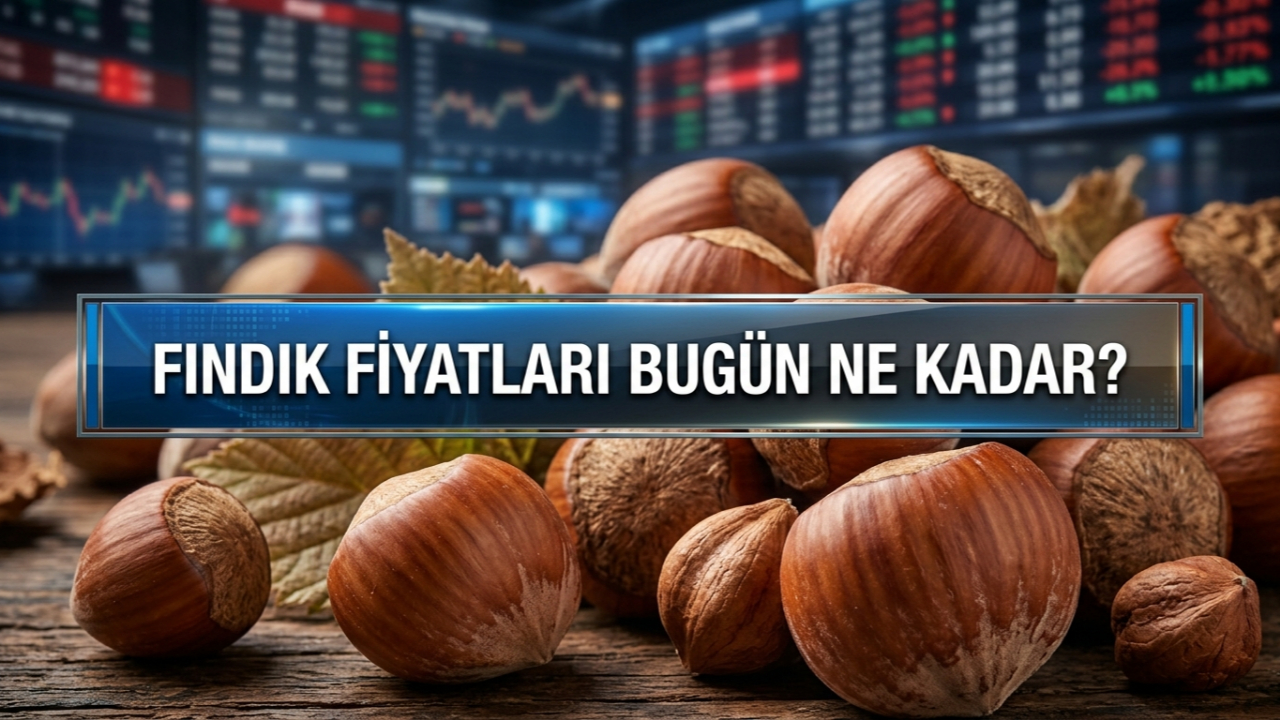 Giresun'da fındık piyasasında son durum… Fındık fiyatları yükseldi mi?